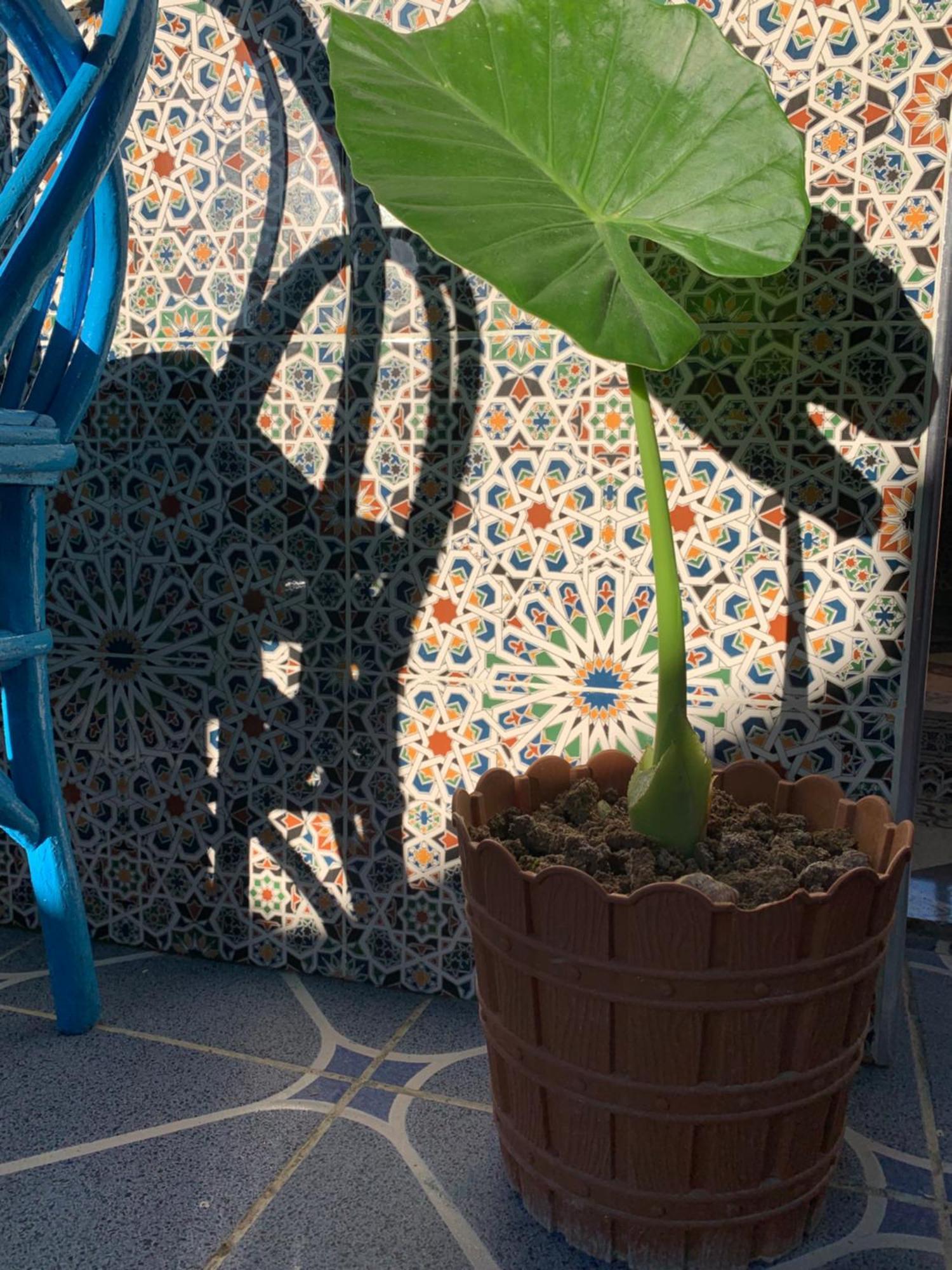 Beach House Asilah Buitenkant foto